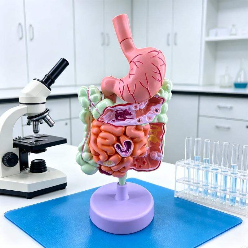 نموذج تدريس علم الأمراض ثلاثي  - مراجعة Medical Lab Observer وسعره